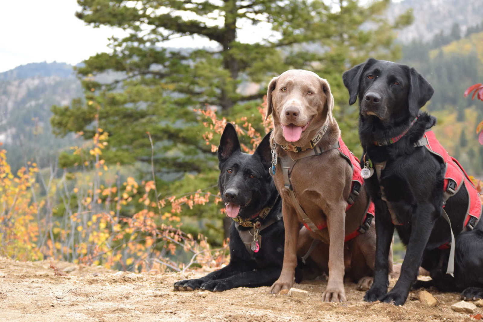 Irwin Dog Training Constant Canine Consulting Progressive Reinforcement Behavior Consulting